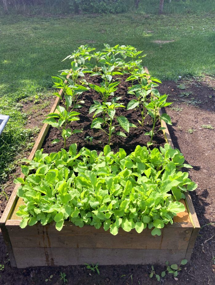 LSH Garden Box magaságyás - Image 9