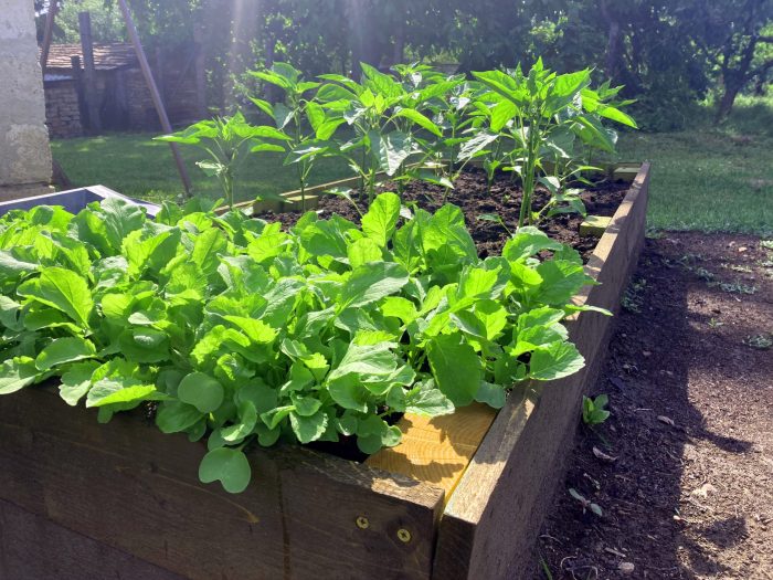 LSH Garden Box magaságyás - Image 11
